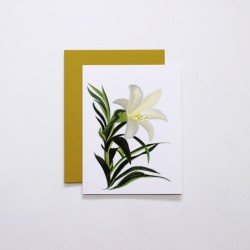 Easter Lily Easter Lily